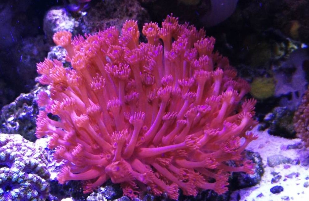New Marine Fish, Corals and Inverts