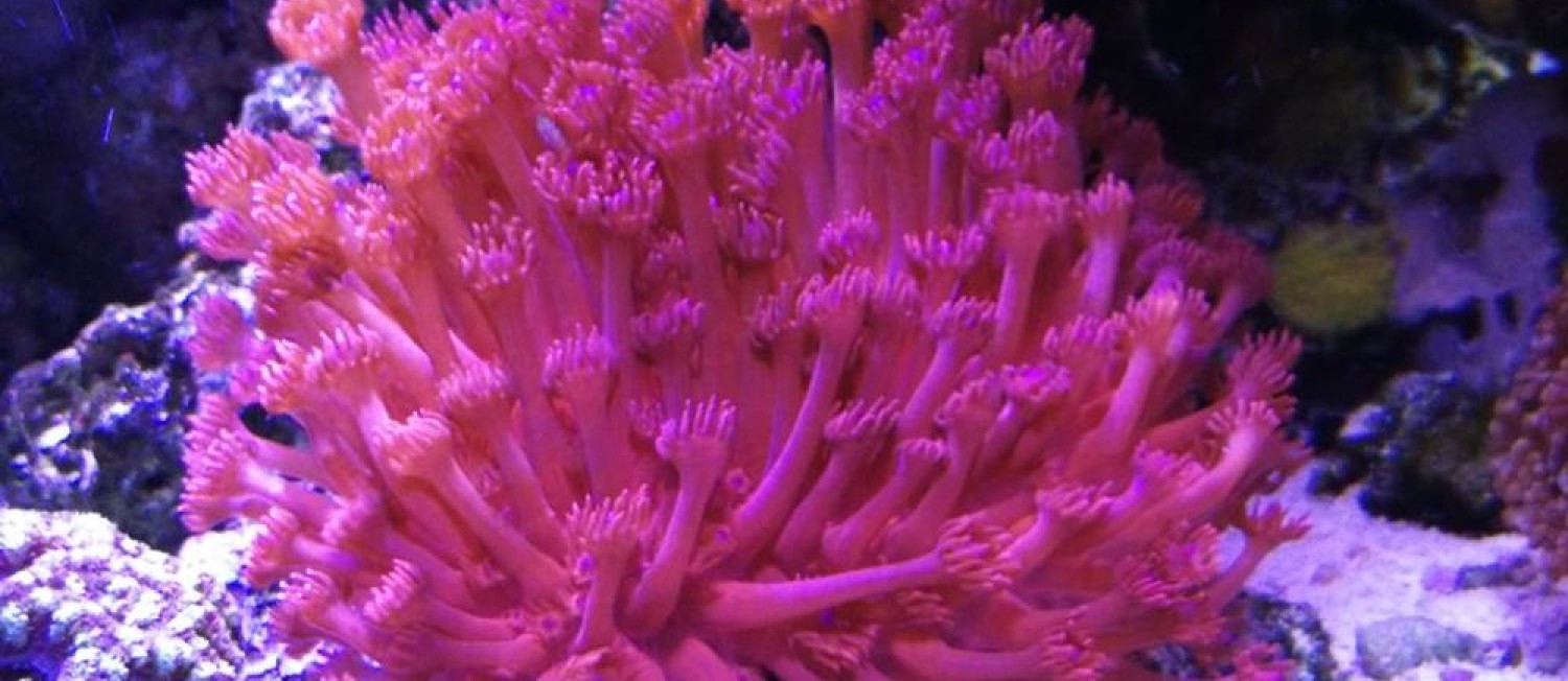 New Marine Fish, Corals and Inverts