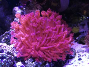 New Marine Fish, Corals and Inverts