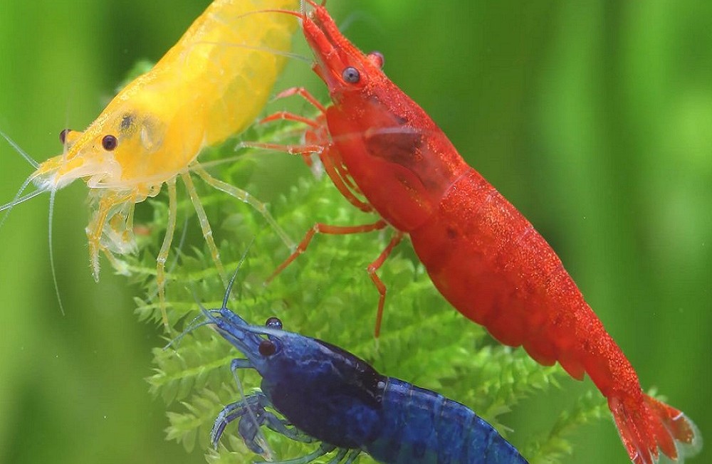 Massive Freshwater Delivery