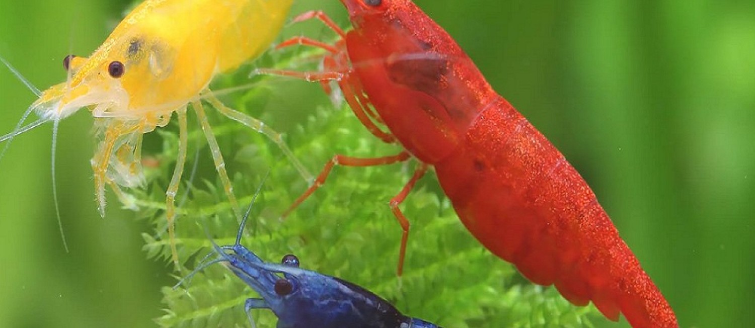 Massive Freshwater Delivery