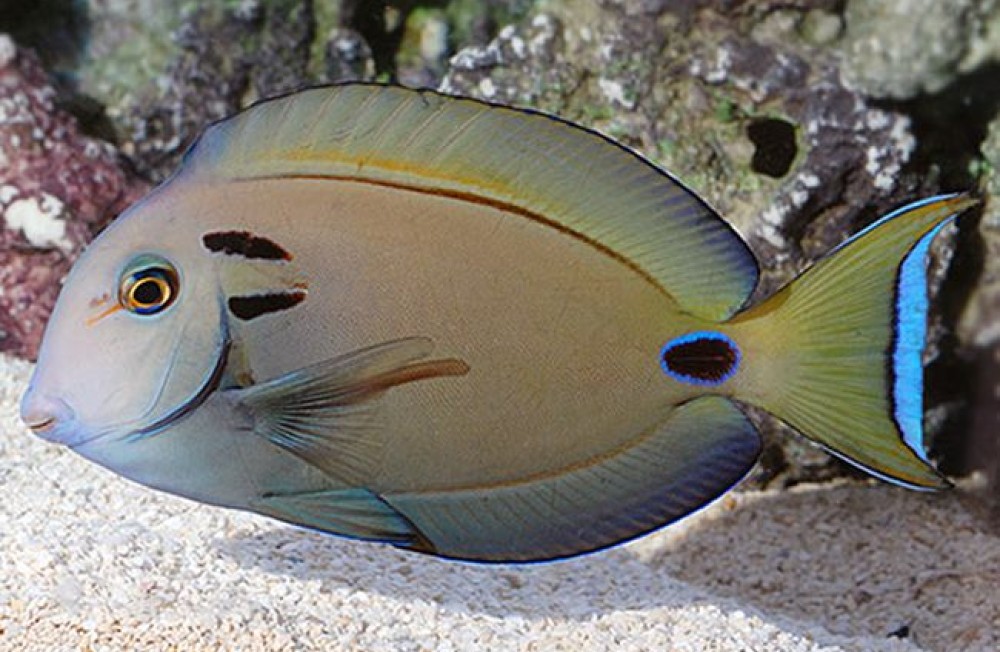 Marine Fish and Corals