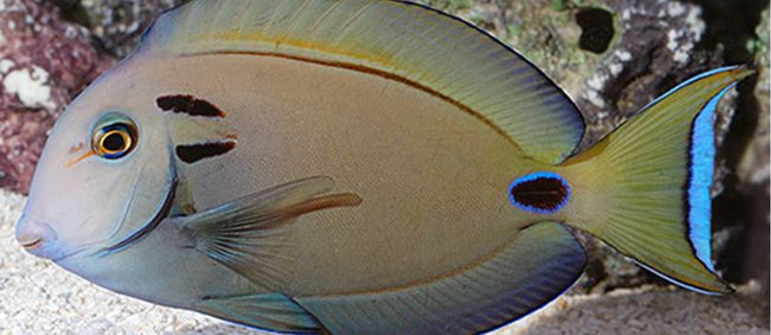 Marine Fish and Corals