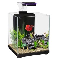 Betta Starter Kit