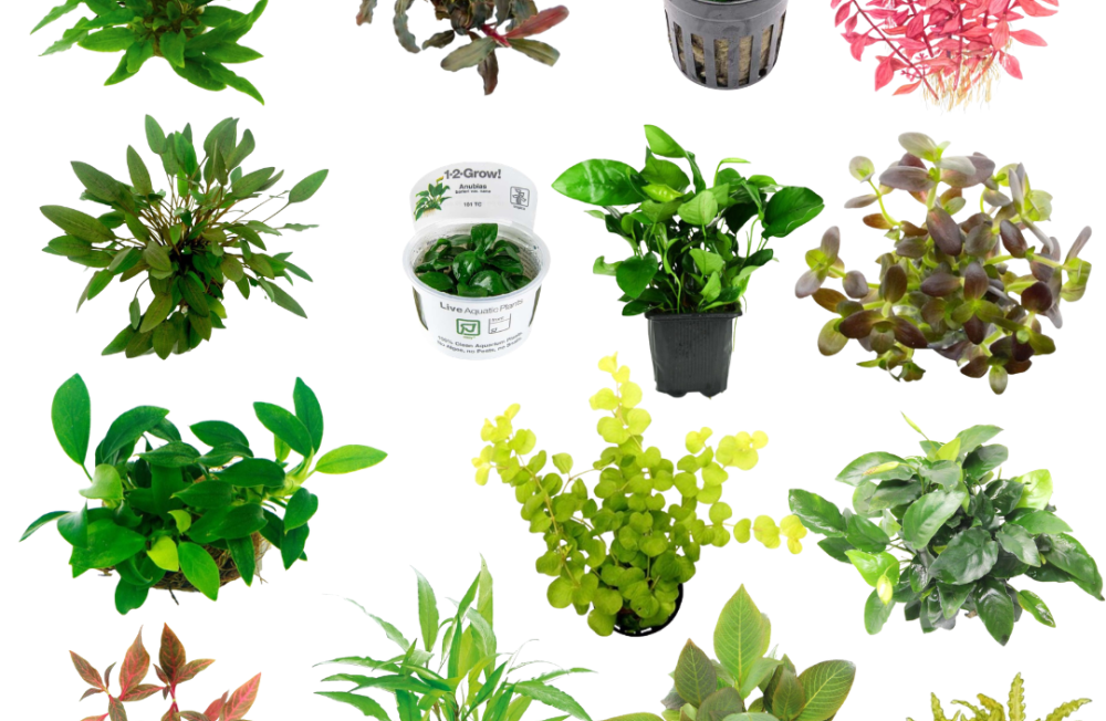 Fresh Greens For Your Tank