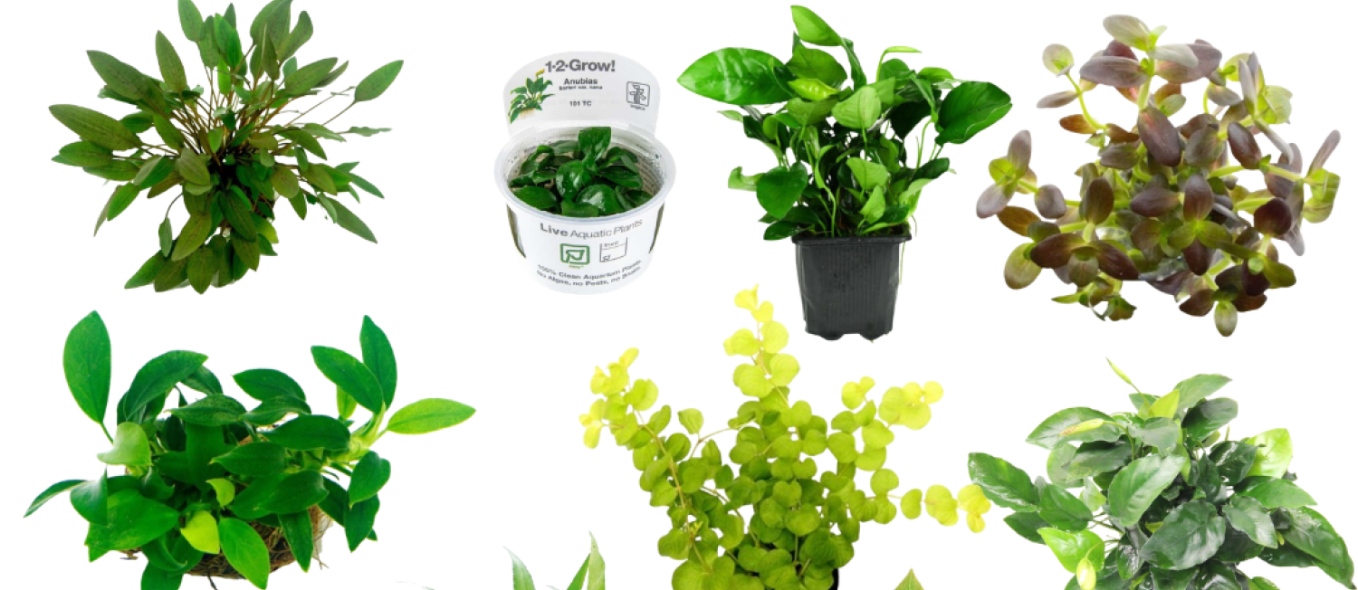 Fresh Greens For Your Tank