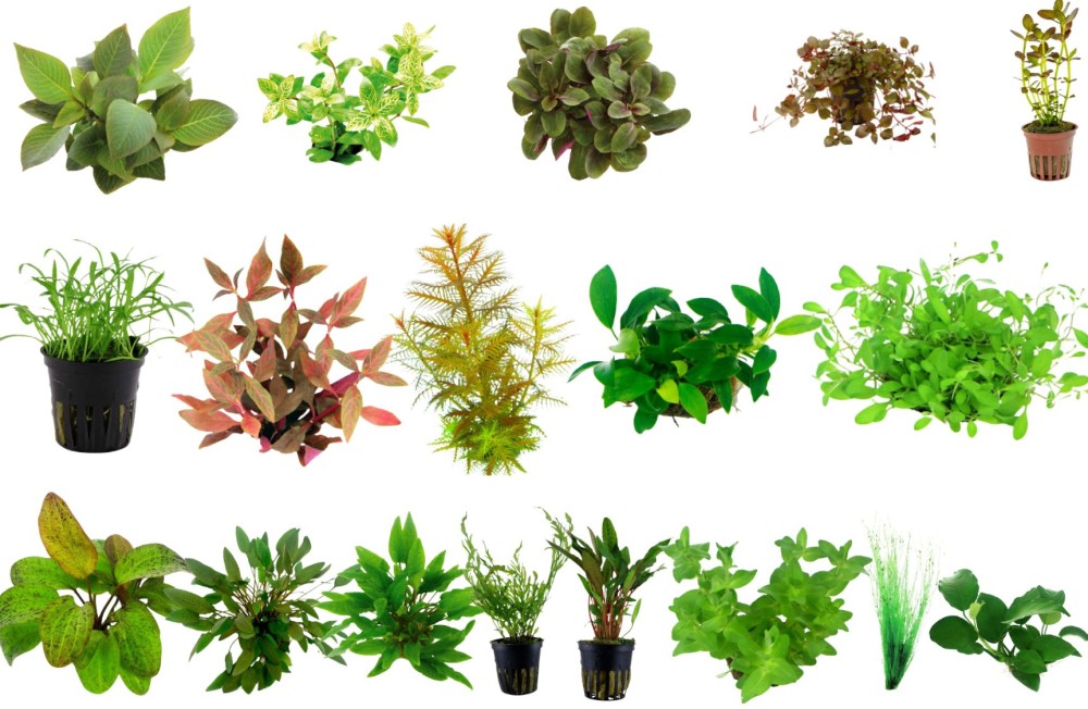 Get Your Aquarium Back on Track with a 2026 refresh - Plants back fully stocked in store!