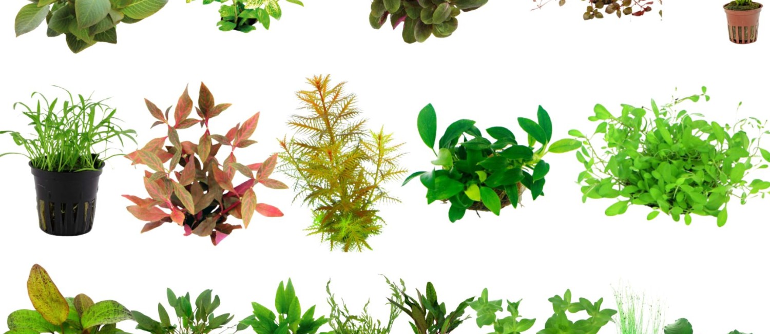 Get Your Aquarium Back on Track with a 2026 refresh - Plants back fully stocked in store!