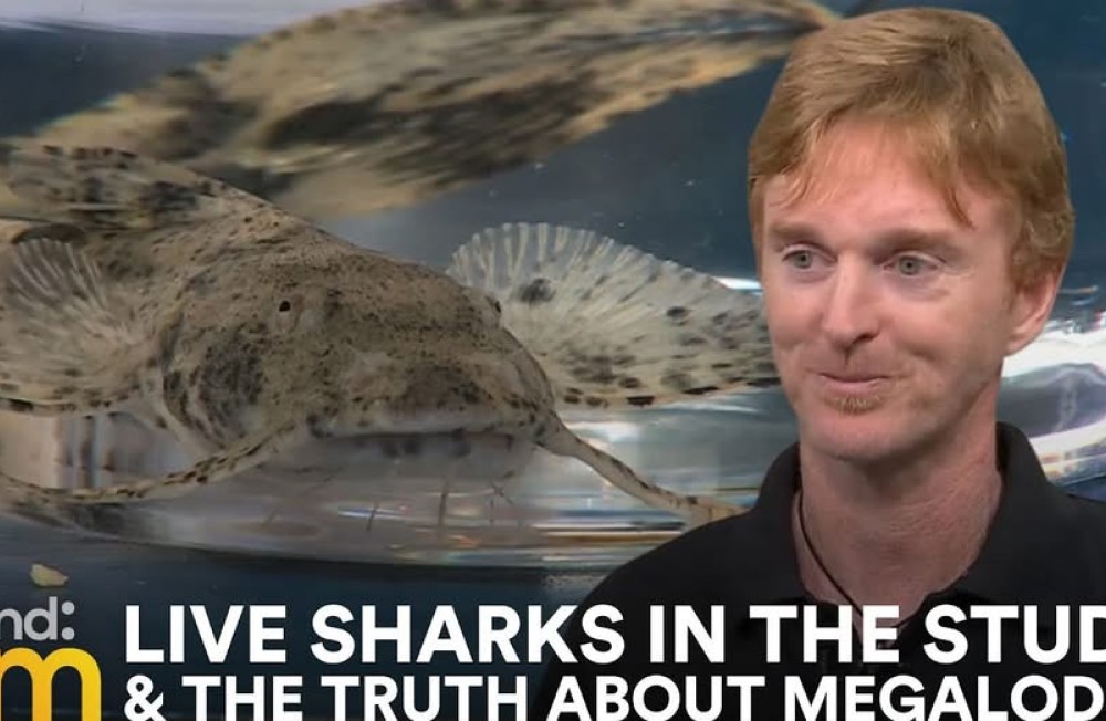 Missed Kealan Doyle on Ireland AM chatting all things sharks?