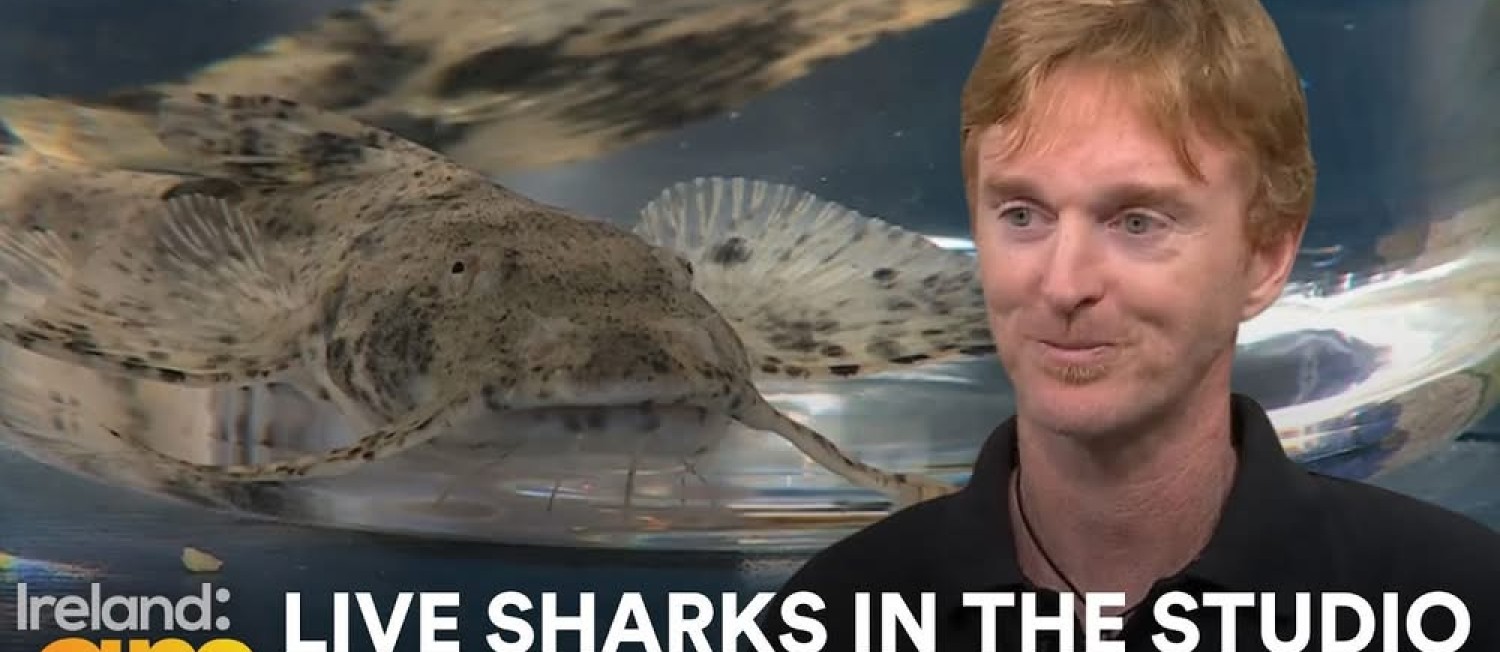 Missed Kealan Doyle on Ireland AM chatting all things sharks?