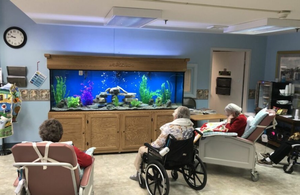 The Role of Aquariums in Rehab and Therapy