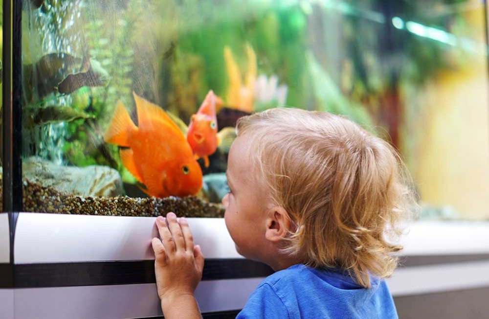 Benefits of an Aquarium for Children