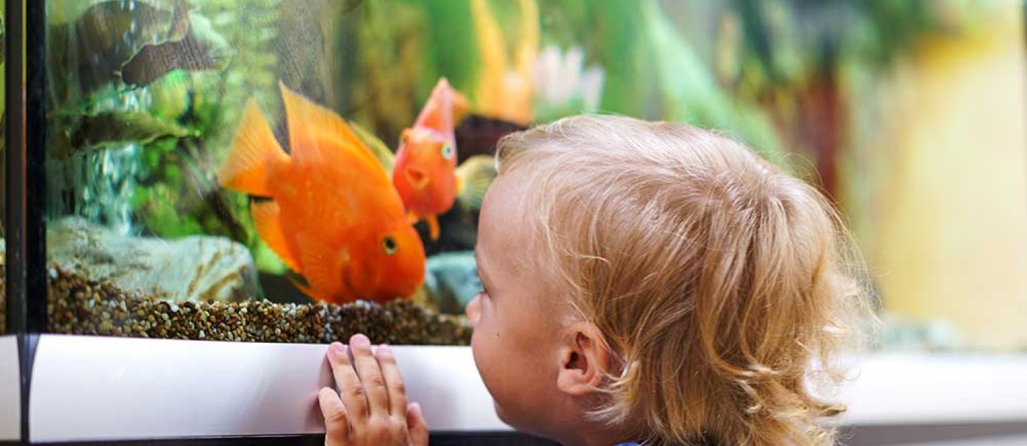 Benefits of an Aquarium for Children
