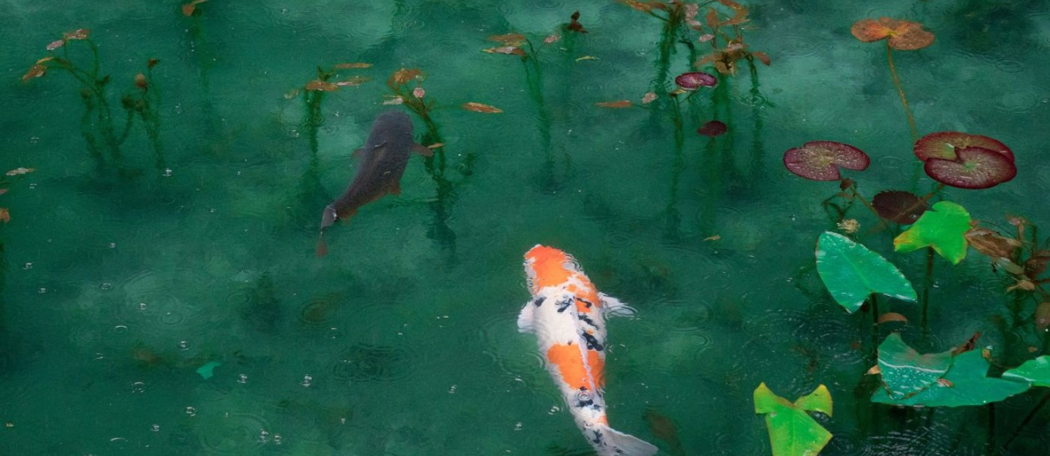 Spring Pond Maintenance Checklist!