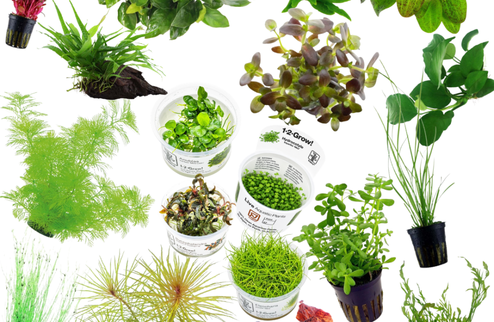 Discover Our Latest Plants