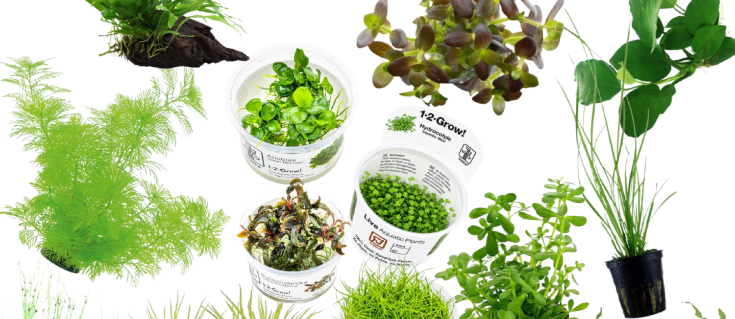 Discover Our Latest Plants