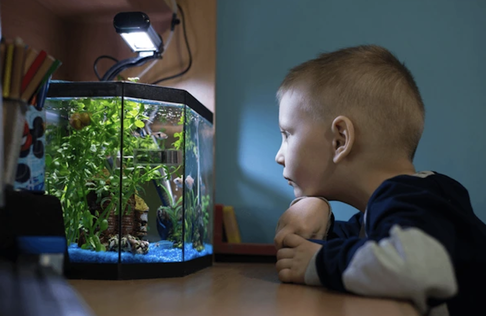 Tank Type Basics: Cold Water vs. Tropical vs. Marine