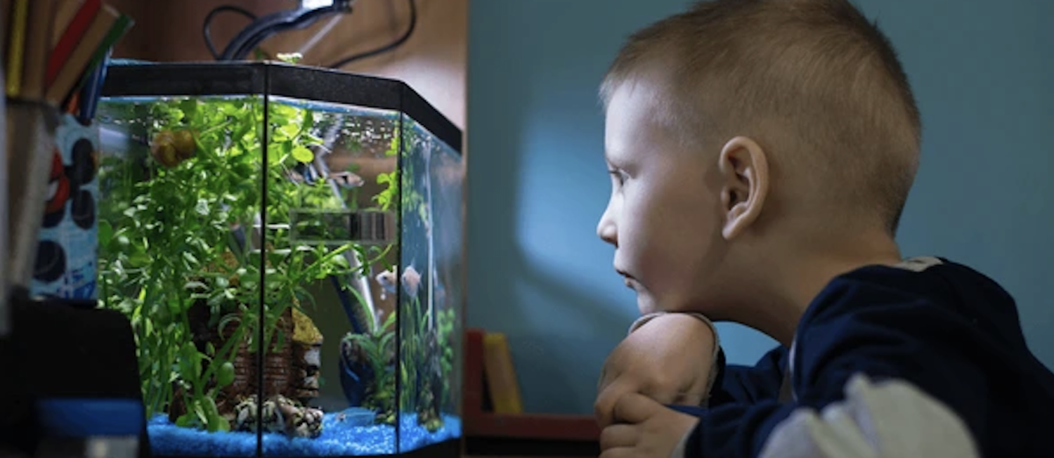 Tank Type Basics: Cold Water vs. Tropical vs. Marine