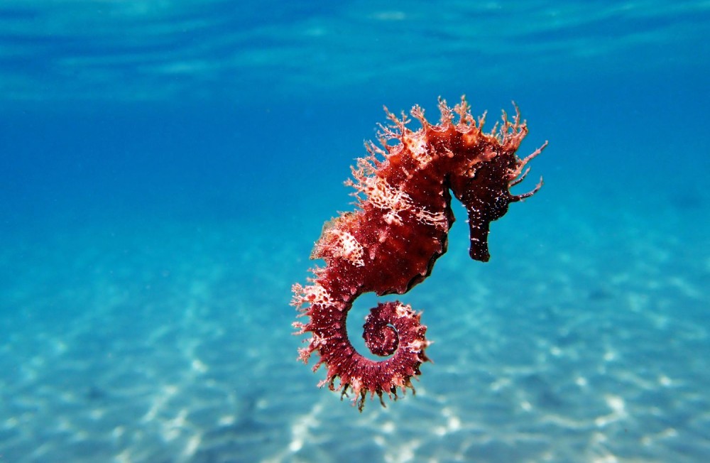 Happy World Aquarium Day