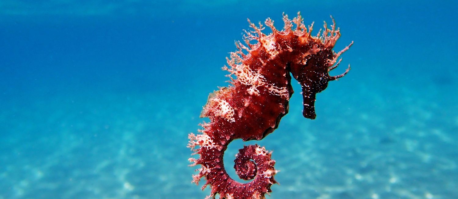 Happy World Aquarium Day