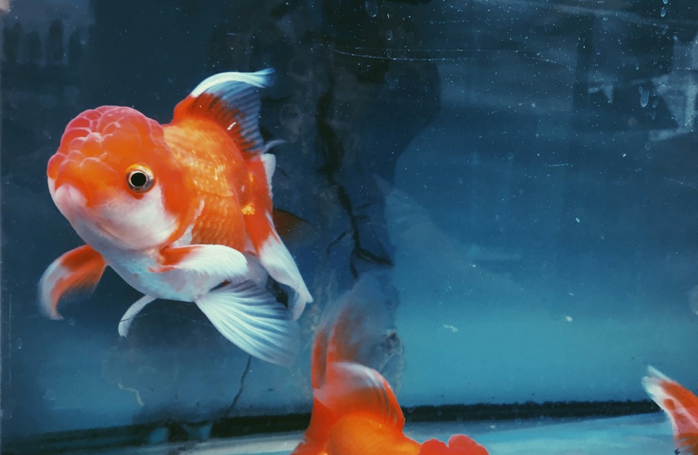 3 Easy Ways to Instantly Improve Your Goldfish Aquarium!