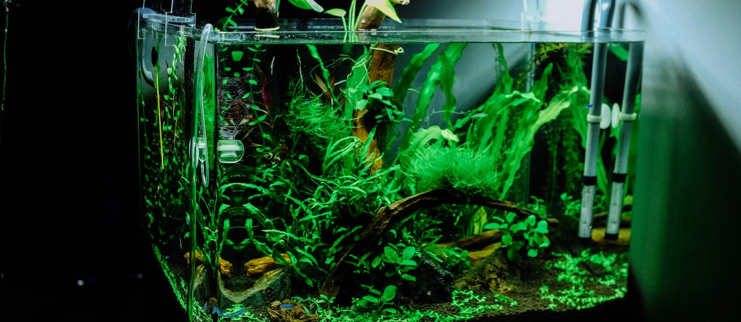 Our plant bay is looking LUSH with all our new freshwater plant arrivals!