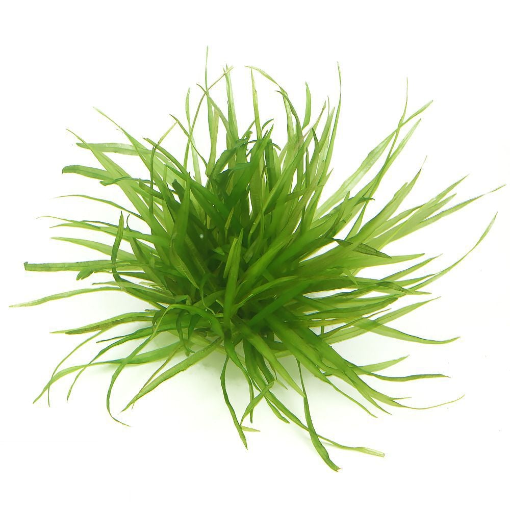 Blyxa japonica in vitro