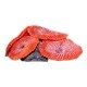 AquaOne Copi Coral Buttons 7.5x7.5x4cm Mixed Colour
