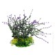 AquaOne Ecoscape Medium Bladderwort Purple 20cm