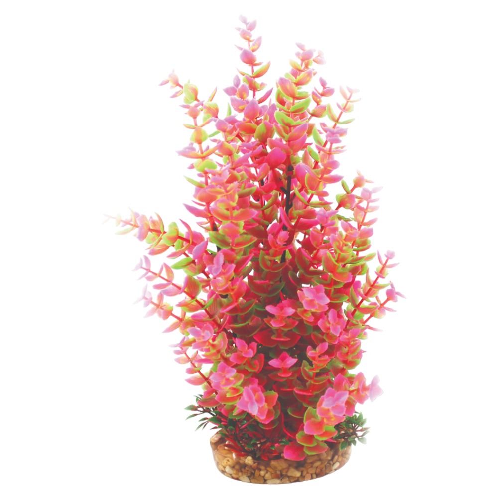 AquaOne Vibrance Pink Hygrophila (L)