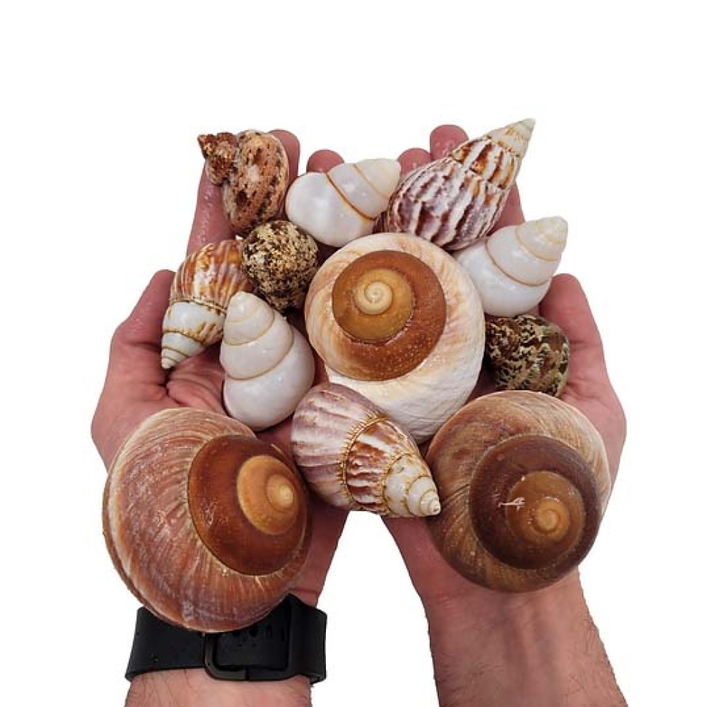 WIO Shell Shelter, Size 30-80mm 12 pcs