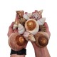 WIO Shell Shelter, Size 30-80mm 12 pcs