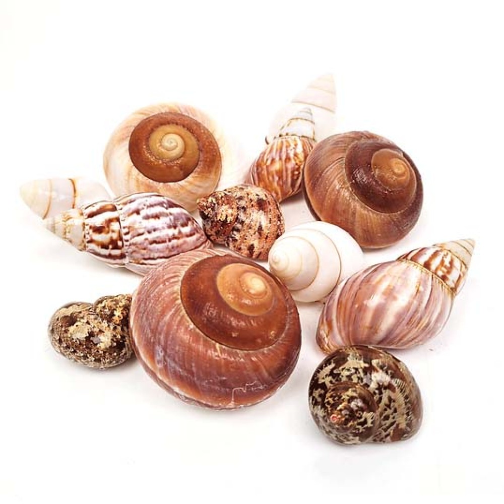 WIO Shell Shelter, Size 30-80mm 12 pcs