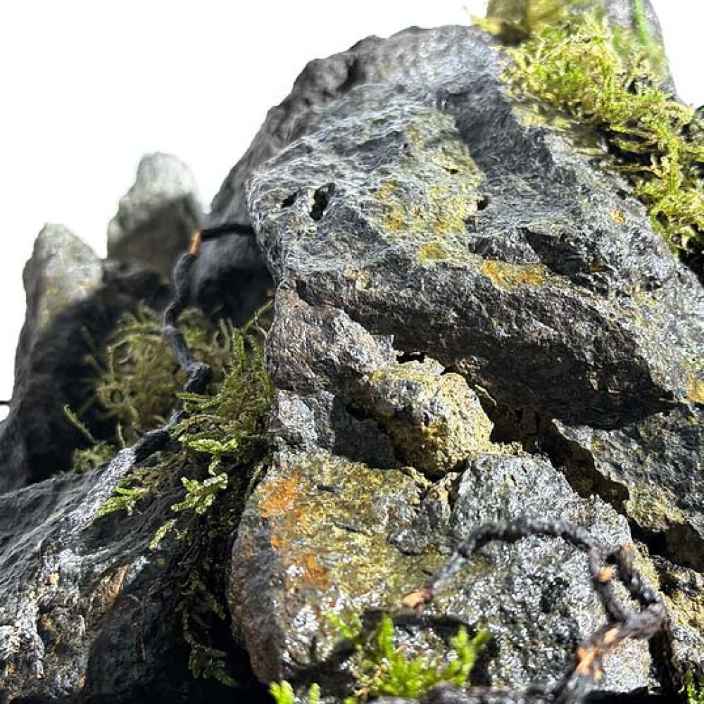 WIO Savage Set Box Boulder Limited Edition