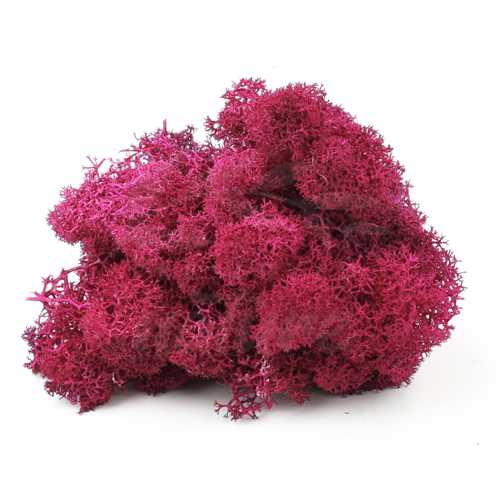 Reindeer Moss Burgundy