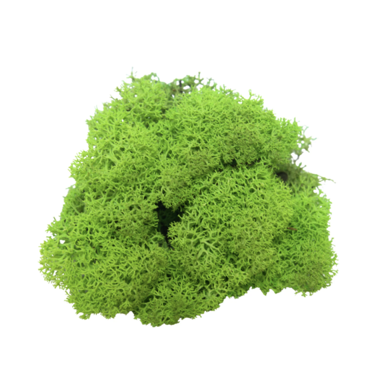 Reindeer Moss Grass Green Light