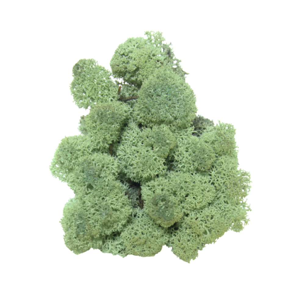 Reindeer Moss Mint Green
