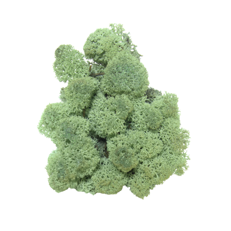 Reindeer Moss Mint Green