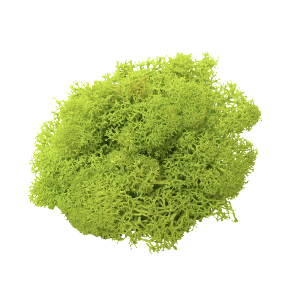 Reindeer Moss Spring Green