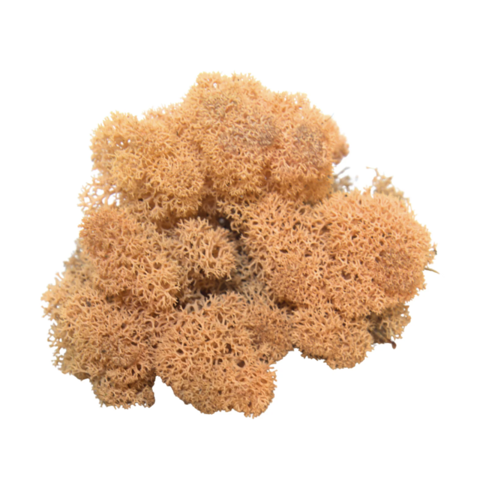 Reindeer Moss Peach