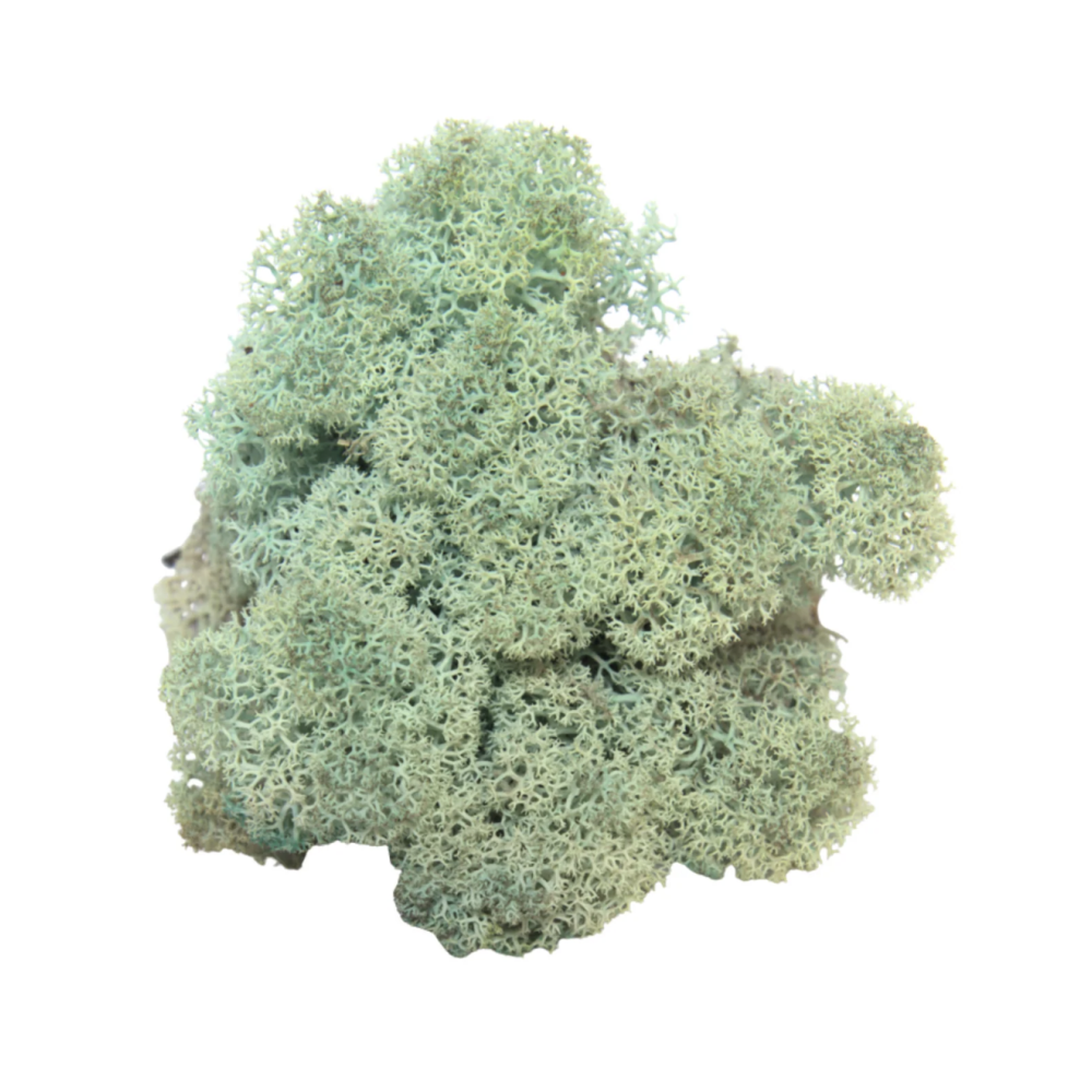 Reindeer Moss Aquamarine