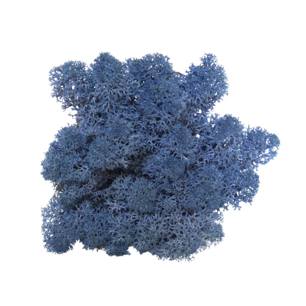 Reindeer Moss Royal blue