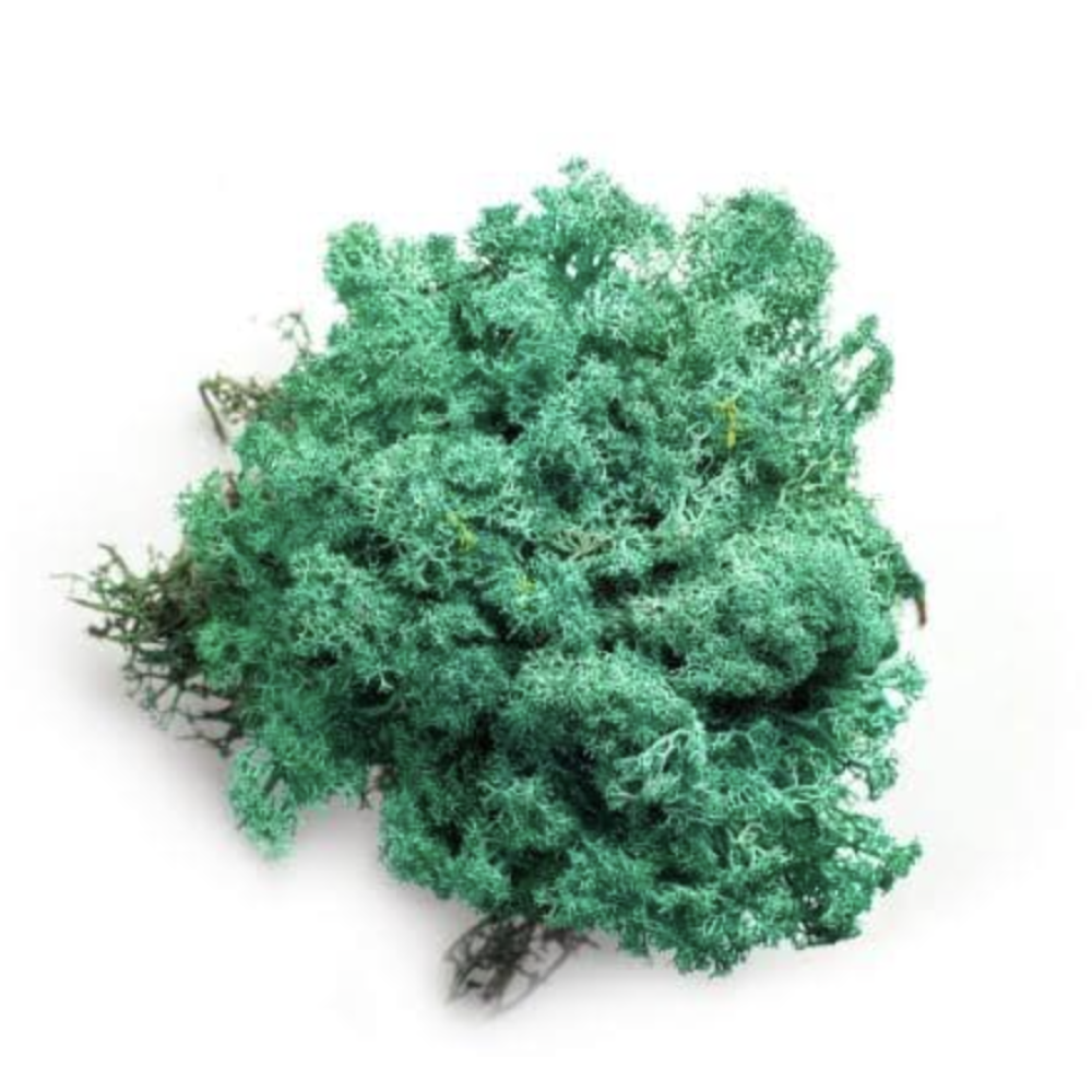 Reindeer Moss Clover Green