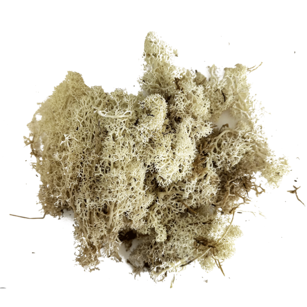 Reindeer Moss Natural Colour