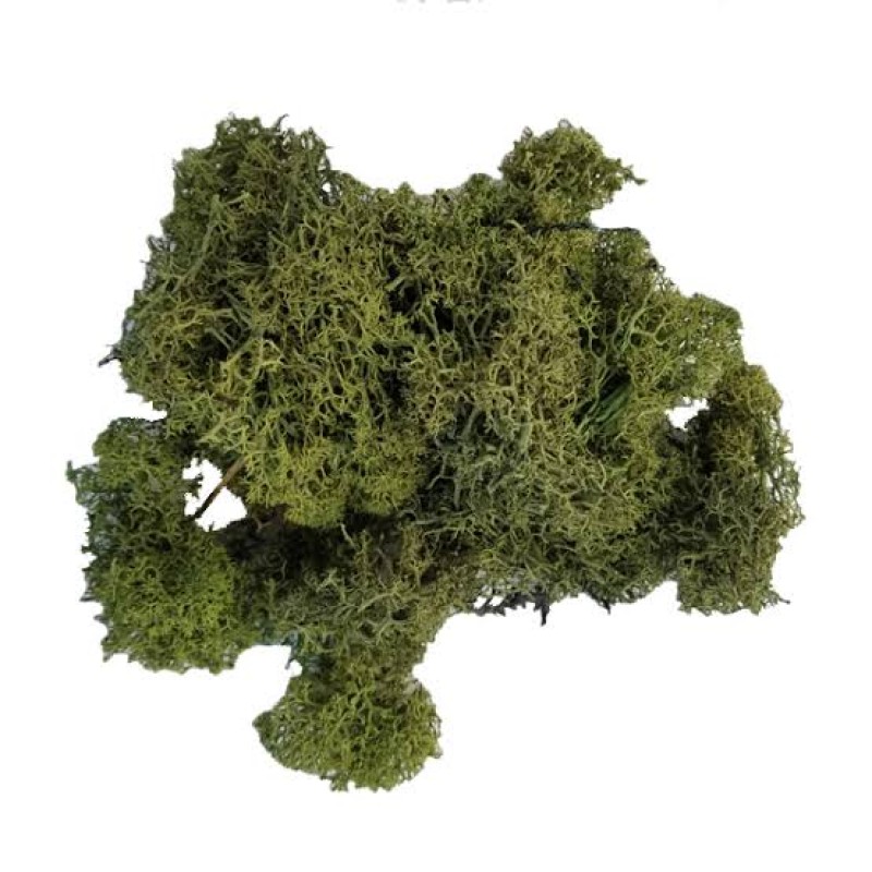 Reindeer Moss Forest Green