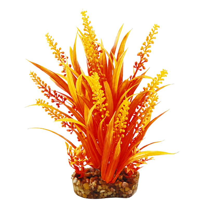AquaOne Vibrance Orange Cabomba (M)