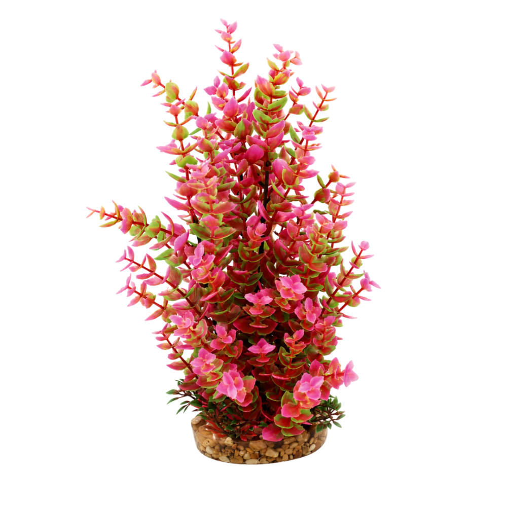 AquaOne Vibrance Pink Hygrophila (L)