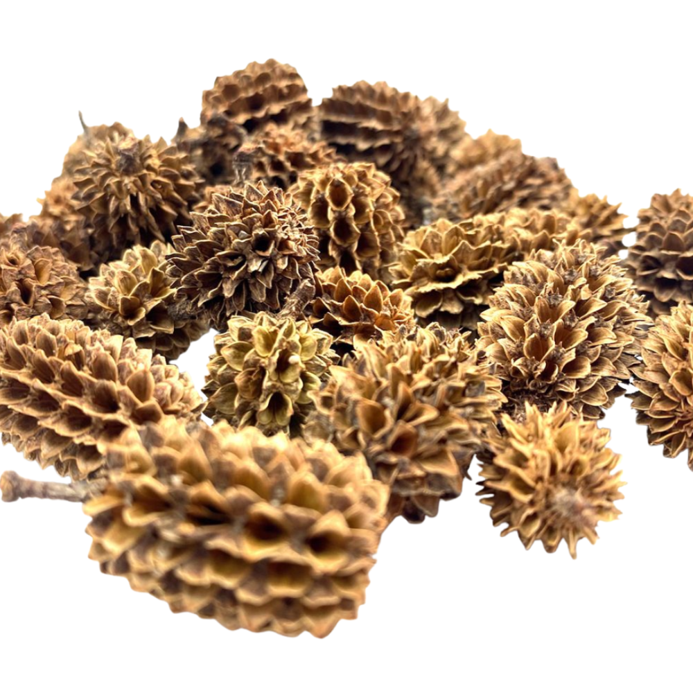 Green Aqua Casuarina Cones - 35g