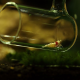 Green Aqua Shrimp Catcher - 25cm
