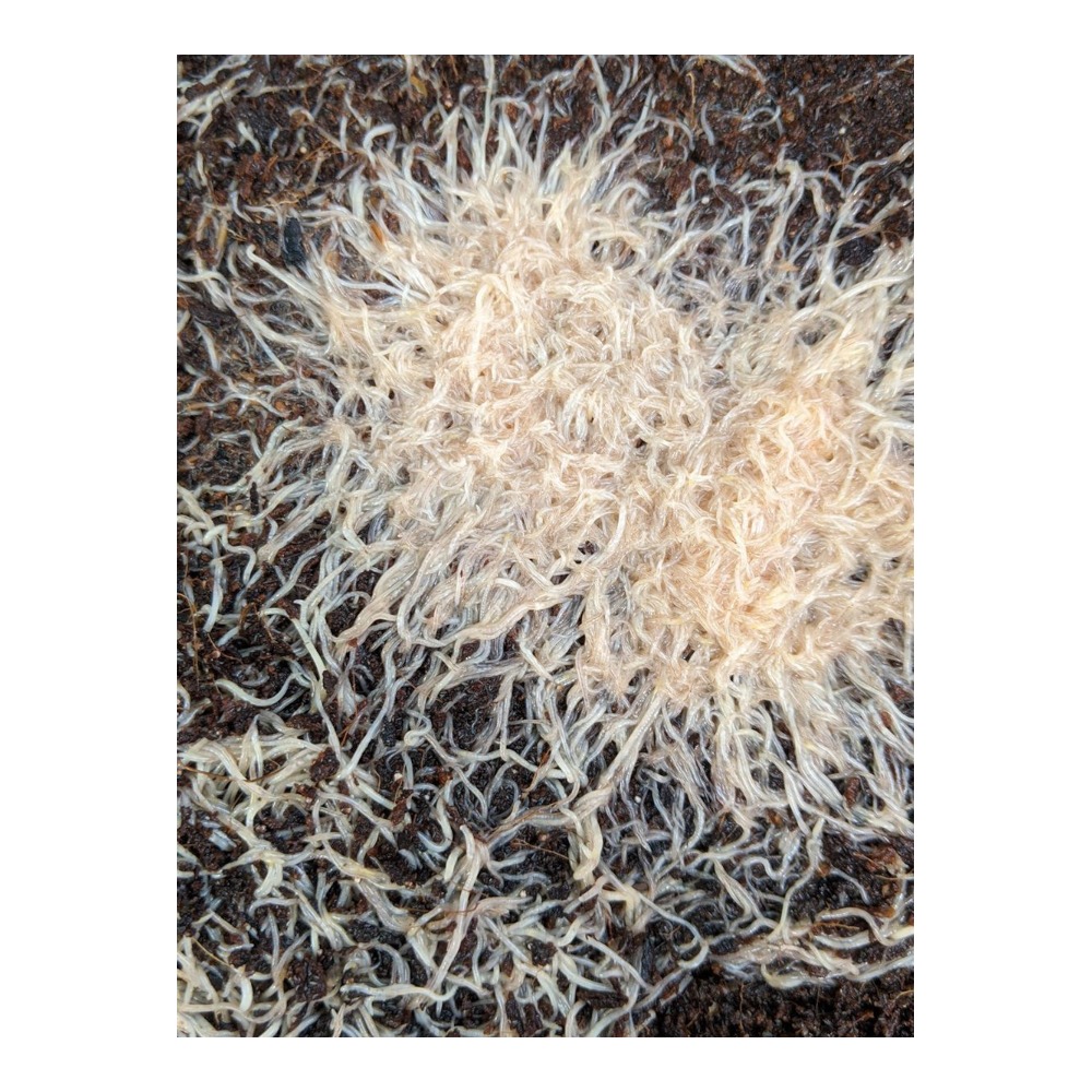 White Worms 45ml